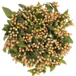 Hypericum lachs Fall Bündel 40cm