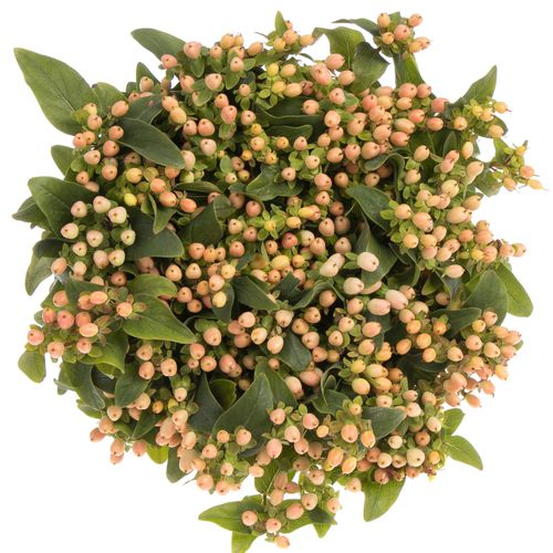 Hypericum lachs Fall Bündel 40cm