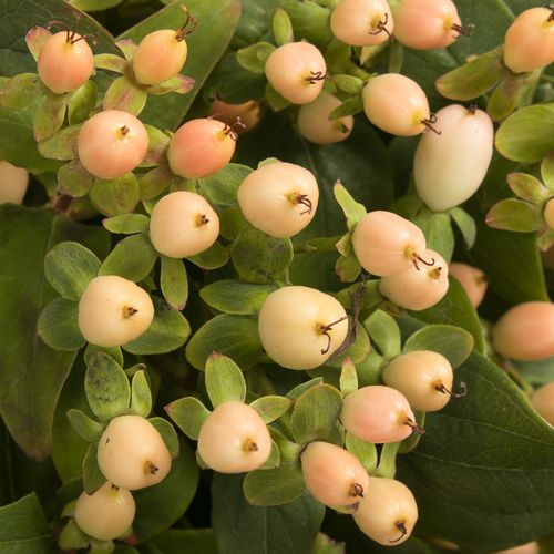 Hypericum lachs Fall Bündel 40cm