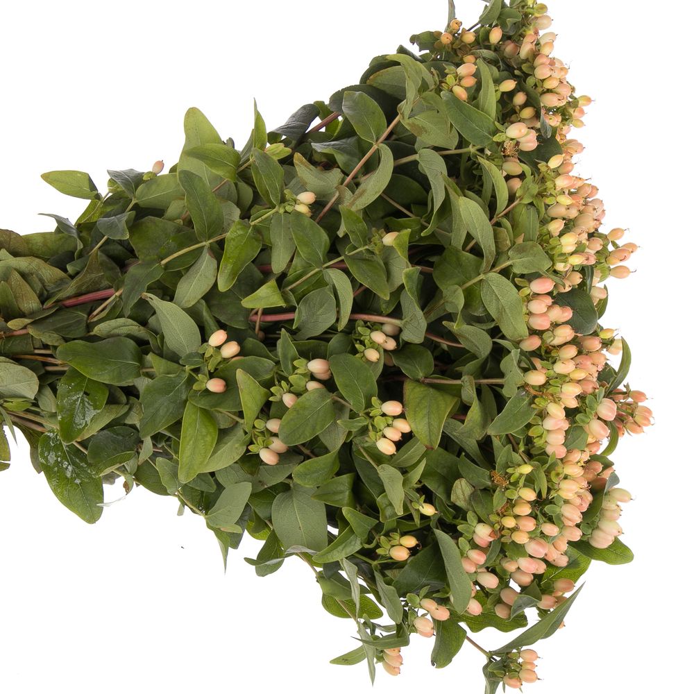 Hypericum lachs Fall Bündel 40cm