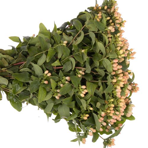 Hypericum lachs Fall Bündel 40cm