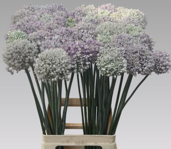 Allium grau/grün Kenton 75cm