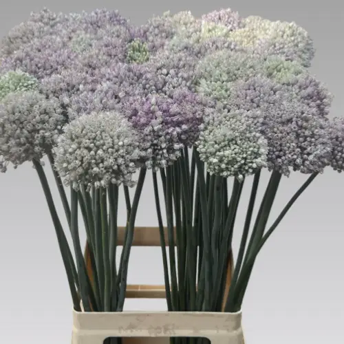 Allium grau/grün Kenton 75cm