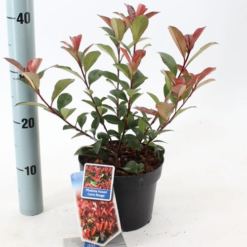 Photinia rot Carre Rouge T17 H40