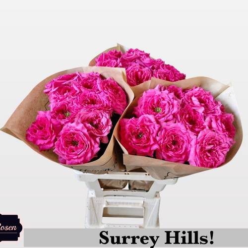 Rose fuchsia Surrey Hills gefüllt 60cm