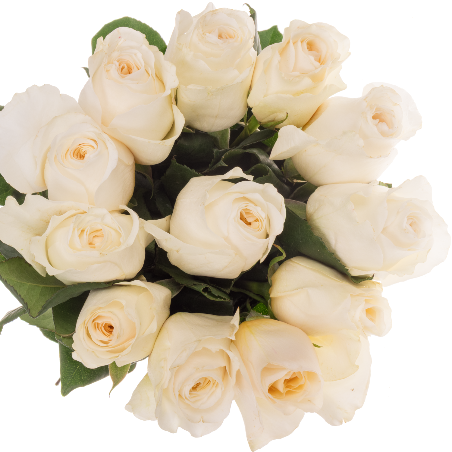 Rose creme David Austin Eugenie 50cm