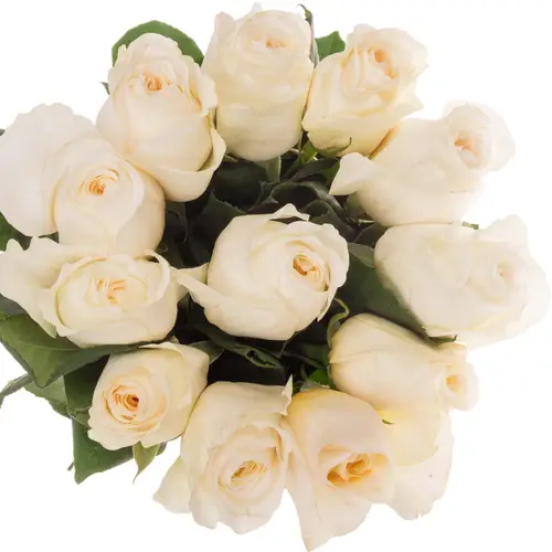 Rose creme David Austin Eugenie 50cm