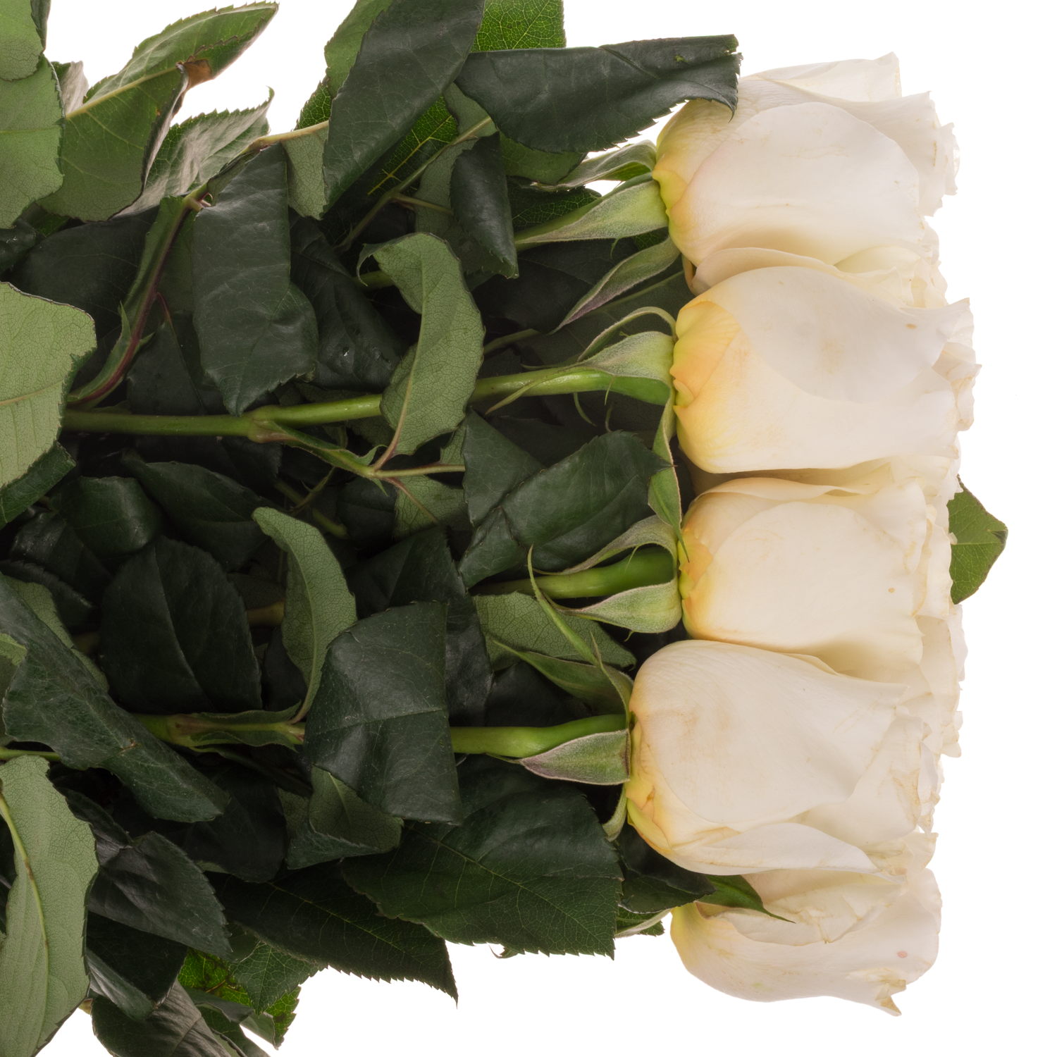 Rose creme David Austin Eugenie 50cm