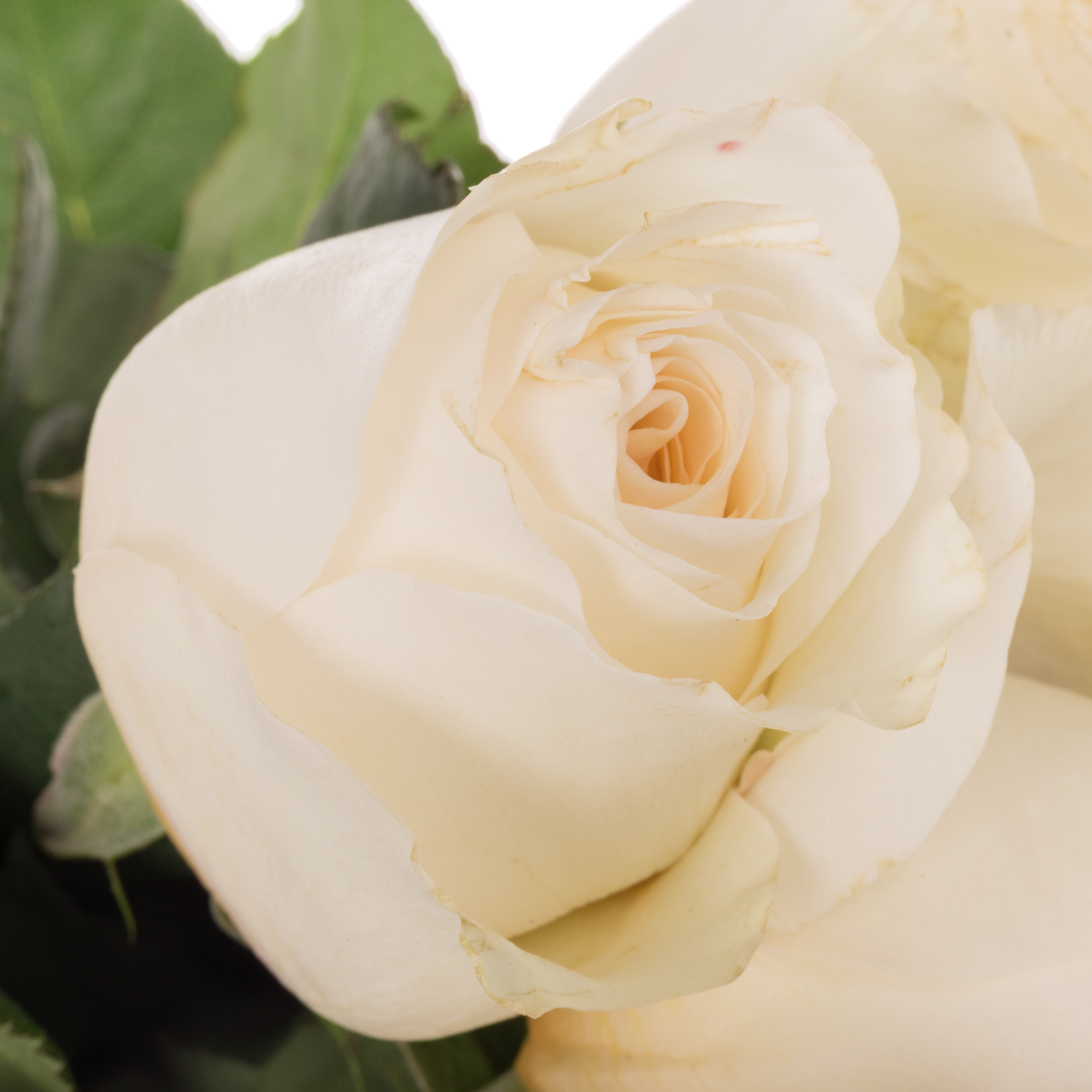 Rose creme David Austin Eugenie 50cm