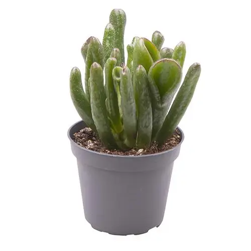 Crassula Ovata Coral T6 H15