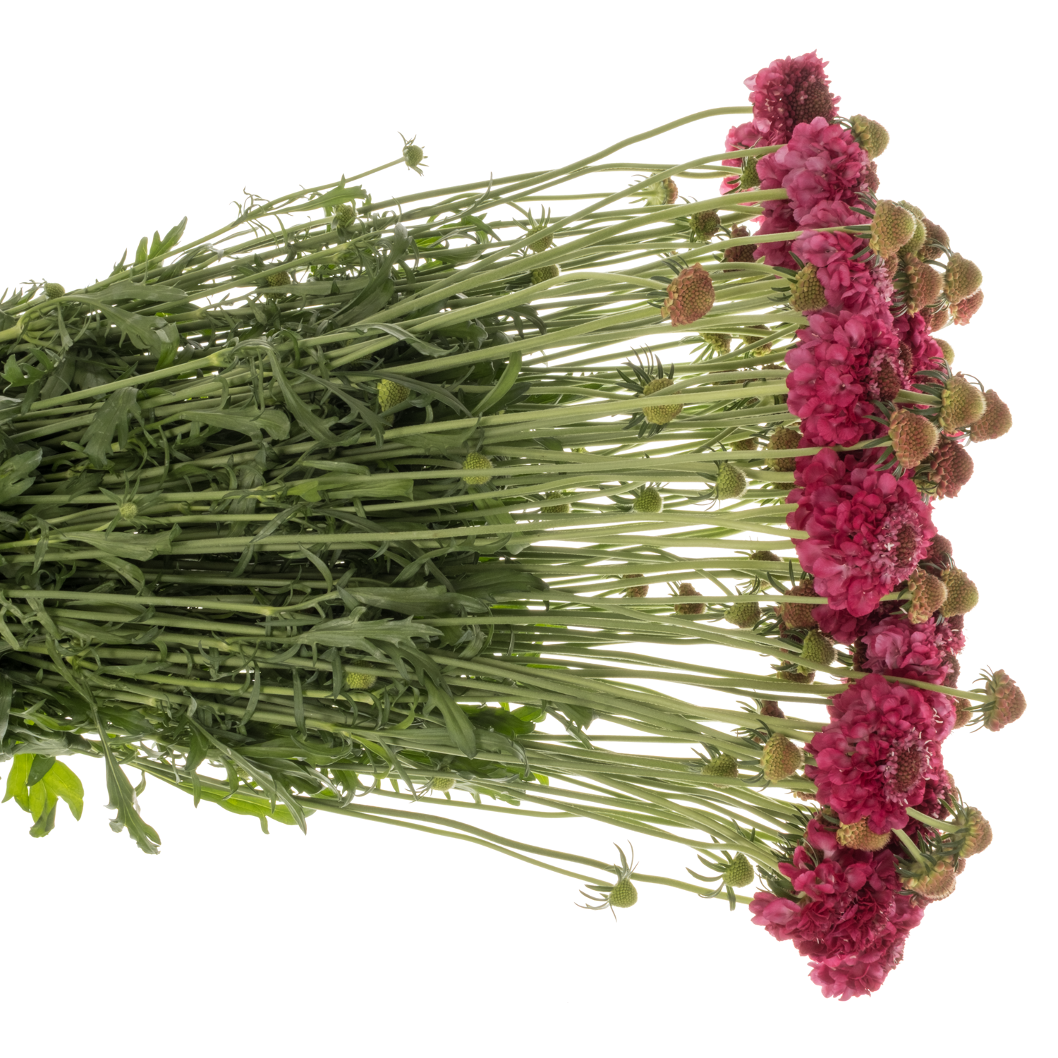 Scabiosa weinrot Deep Red 80cm