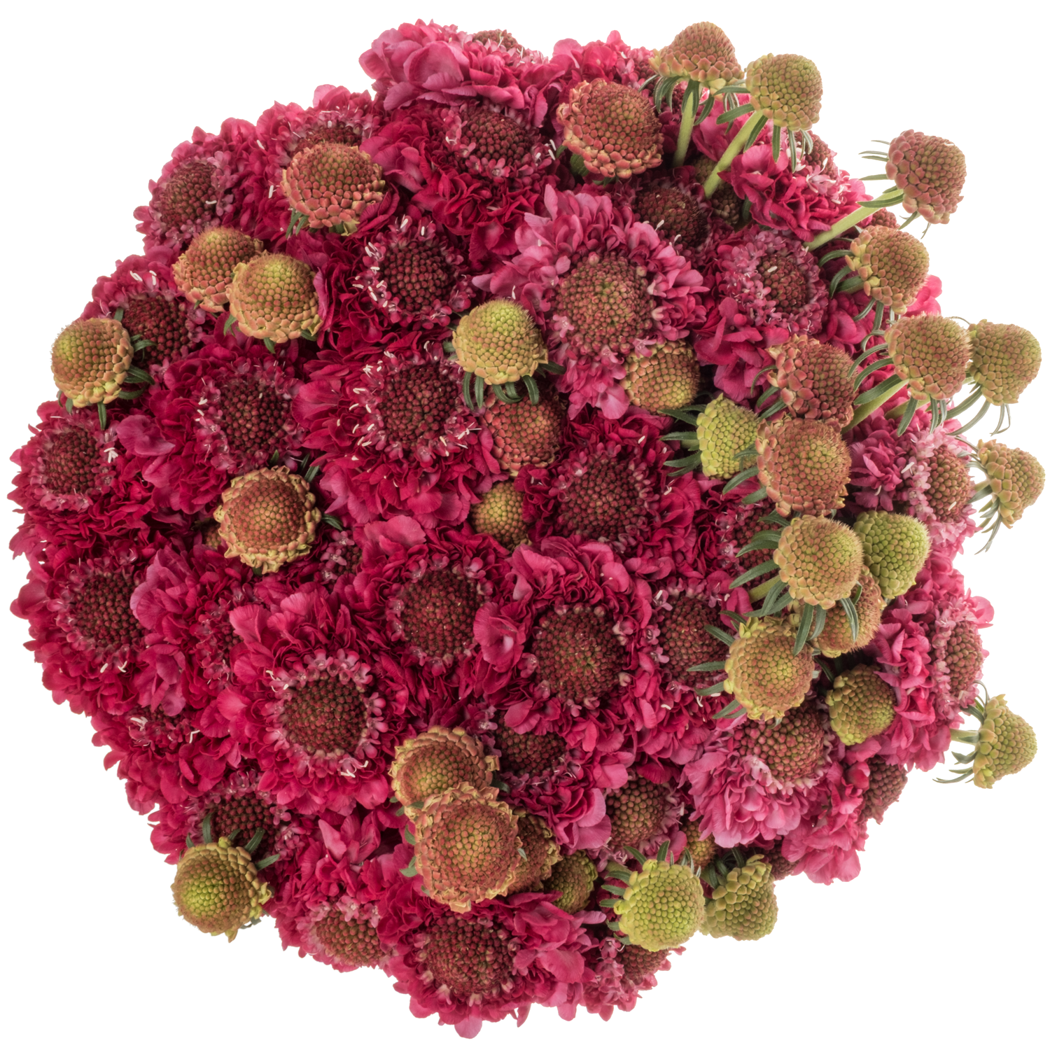 Scabiosa weinrot Deep Red 80cm