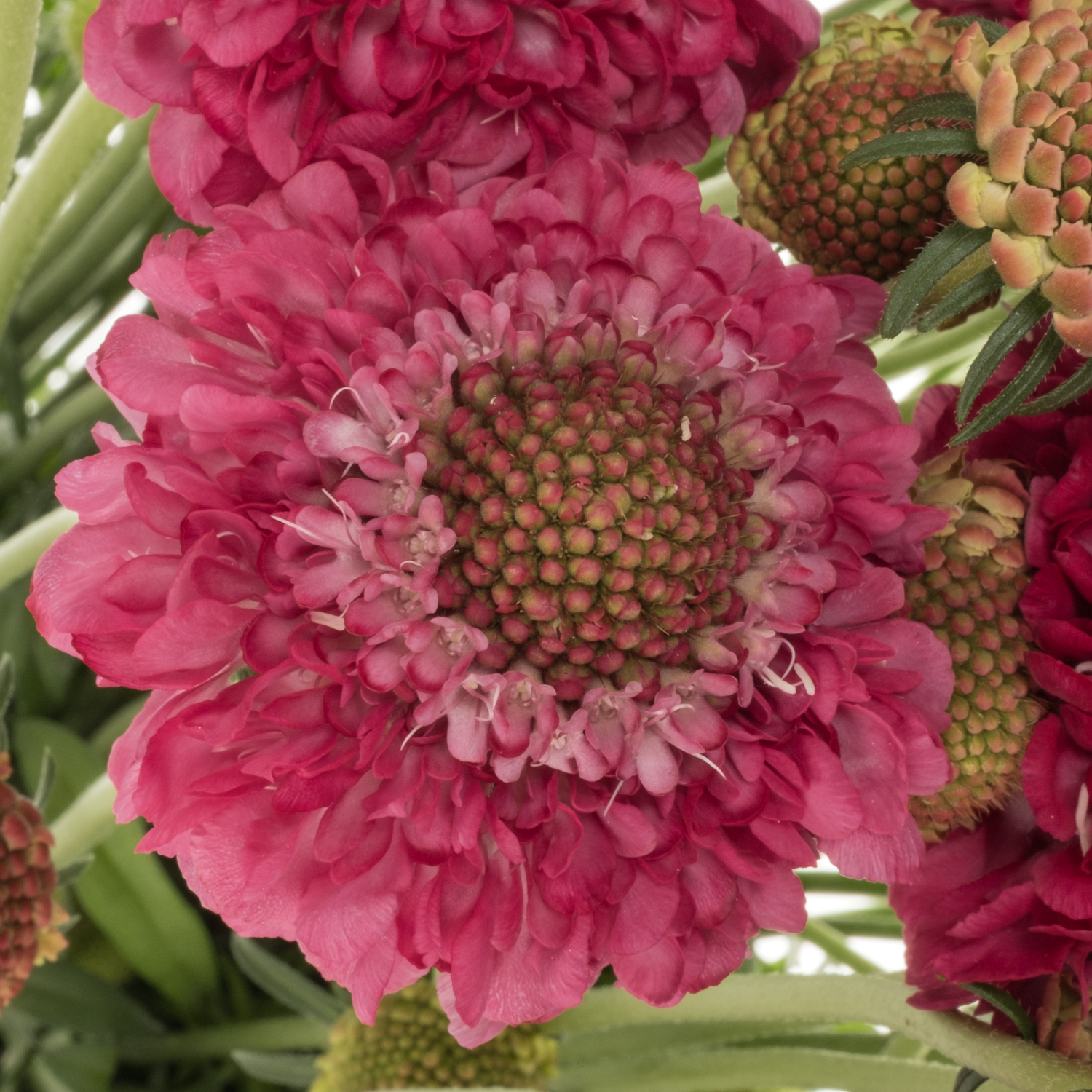 Scabiosa weinrot Deep Red 80cm
