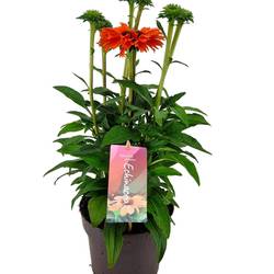 Echinacea SunSeekers Mineola T17 H40