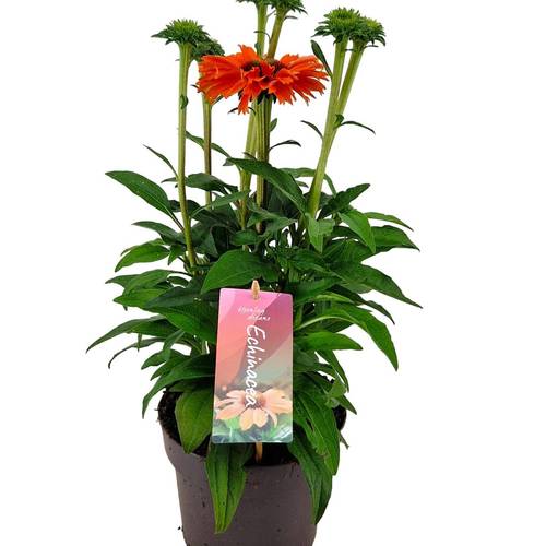 Echinacea SunSeekers Mineola T17 H40