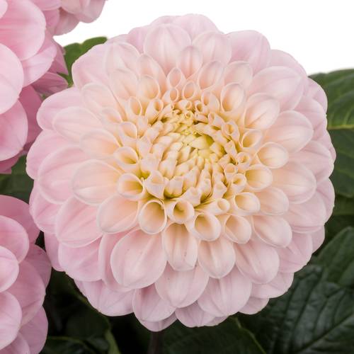 Dahlia hell rosa Wizard Of Oz 60cm