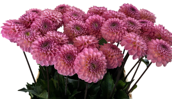 Dahlia rosa Wizard Of Oz 60cm