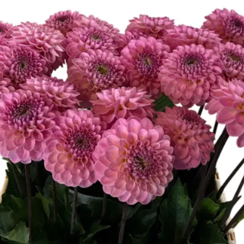 Dahlia rosa Wizard Of Oz 60cm