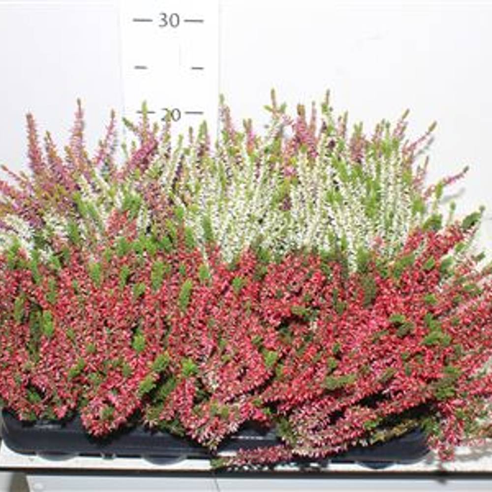 Calluna Nova mix Schnapch. Von Uhr T09,5 H015