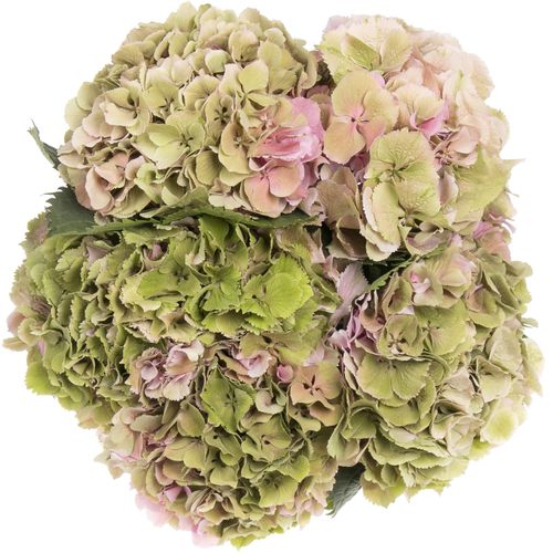 Hortensie rosa/grün Elbtal classic Bol 17cm 80cm