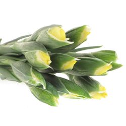 Iris gelb Natur Apollo 60cm