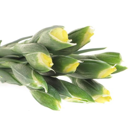 Iris gelb Natur Apollo 60cm