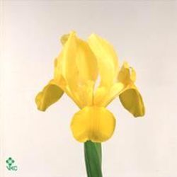Iris gelb Natur Apollo 60cm
