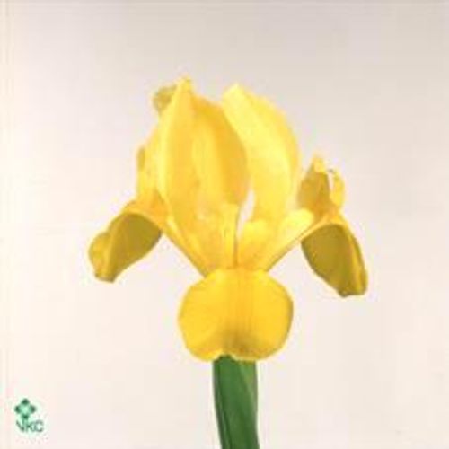 Iris gelb Natur Apollo 60cm