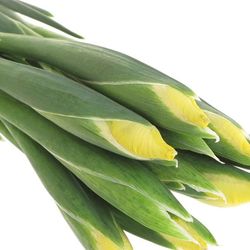Iris gelb Natur Apollo 60cm