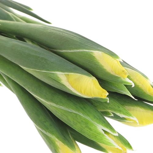Iris gelb Natur Apollo 60cm