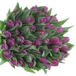 Tulpe lila doppel Saffiro mio 41Gramm