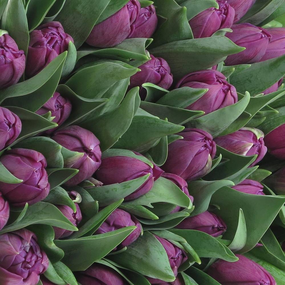 Tulpe lila doppel Saffiro mio 41Gramm