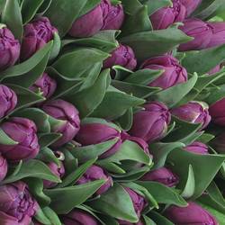 Tulpe lila doppel Saffiro mio 41Gramm