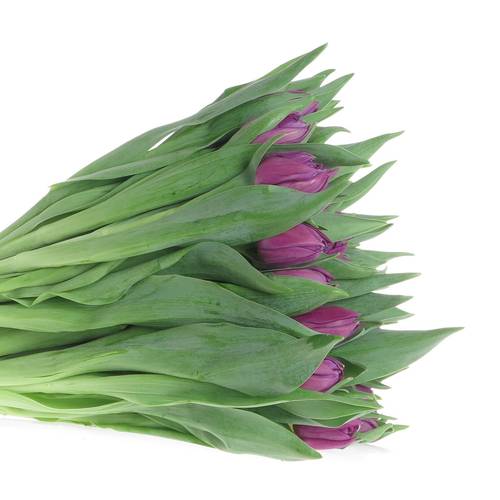 Tulpe lila doppel Saffiro mio 41Gramm