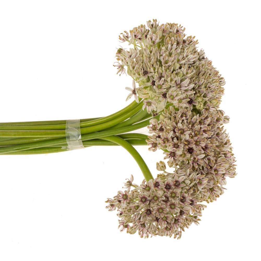 Allium creme Silverspring 70cm