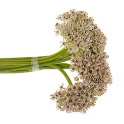 Allium creme Silverspring 70cm