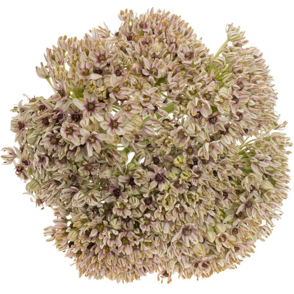 Allium creme Silverspring 70cm