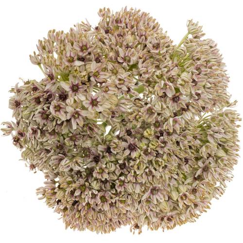 Allium creme Silverspring 70cm