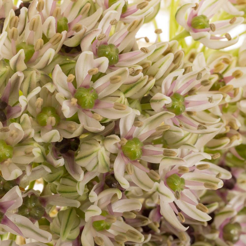 Allium creme Silverspring 70cm