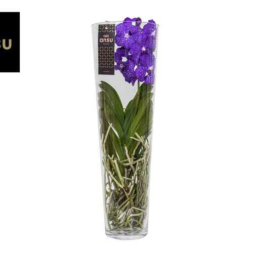 Vanda blau Lisanne Glas T24 H70