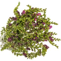 Freesie lila gefüllt cherise 18 Gramm