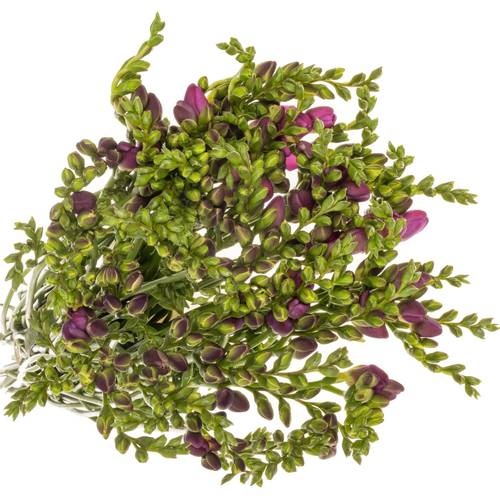 Freesie lila gefüllt cherise 18 Gramm