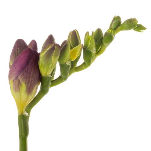 Freesie lila gefüllt cherise 18 Gramm