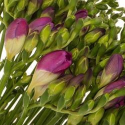 Freesie lila gefüllt cherise 18 Gramm