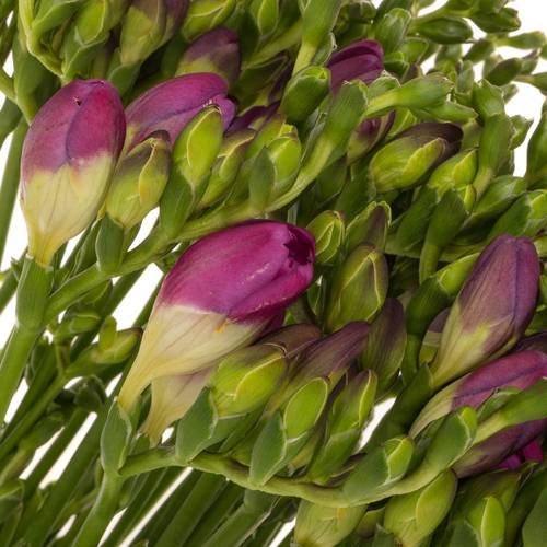 Freesie lila gefüllt cherise 18 Gramm