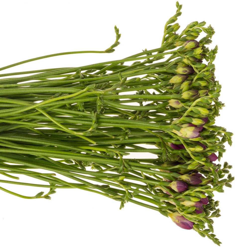 Freesie lila gefüllt cherise 18 Gramm