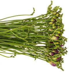 Freesie lila gefüllt cherise 18 Gramm