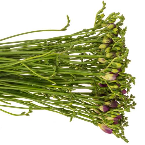 Freesie lila gefüllt cherise 18 Gramm