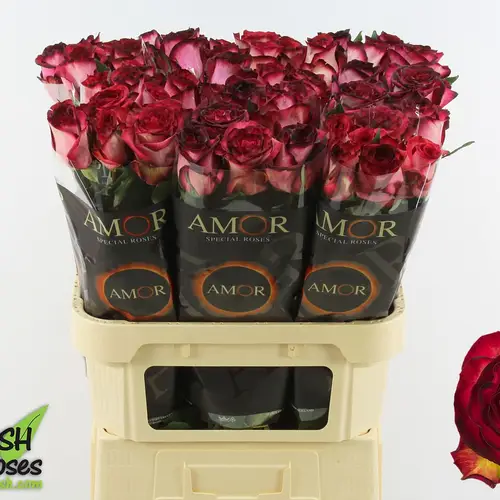 Rose rot/creme Tzar 70cm