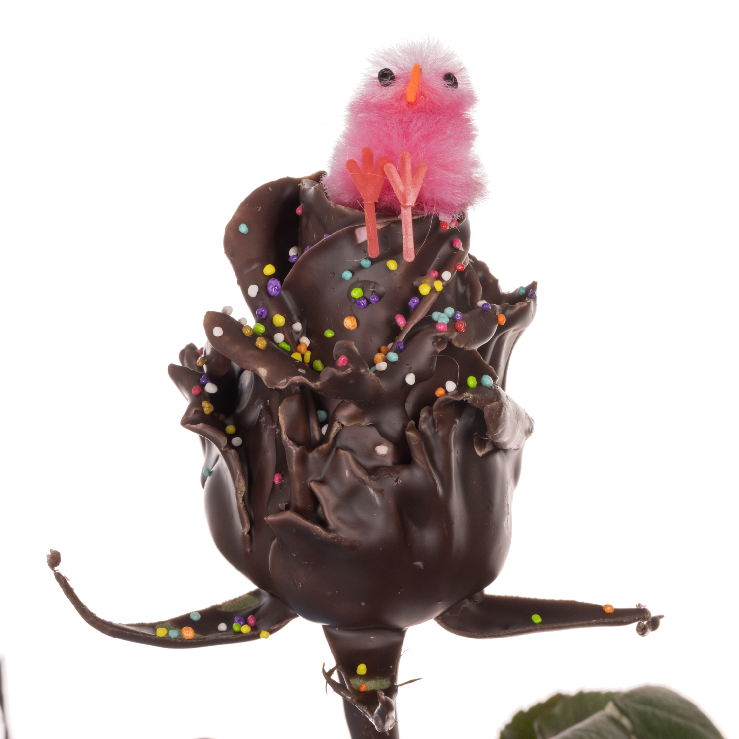 Rose wachs braun Choco mix Chicken 70cm duftend